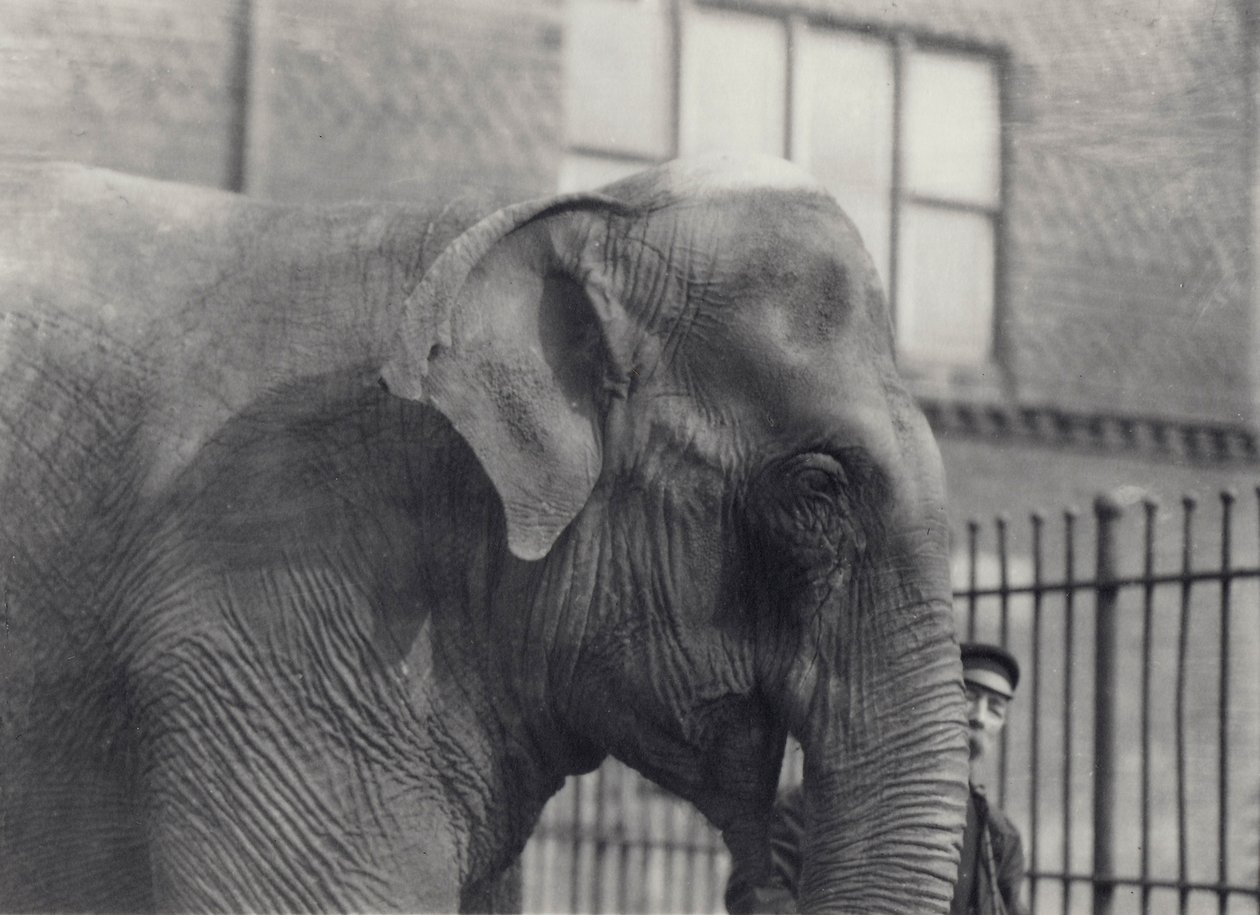 Asijský slon s chovatelem, Londýnská zoo, 1914 od Frederick William Bond
