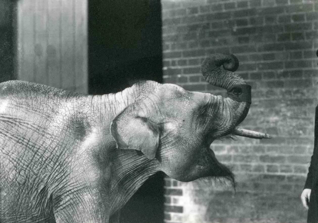 Mládě slona asijského s ošetřovatelem, Londýnská zoo, listopad 1915. Slon má na chobotu náramek. od Frederick William Bond