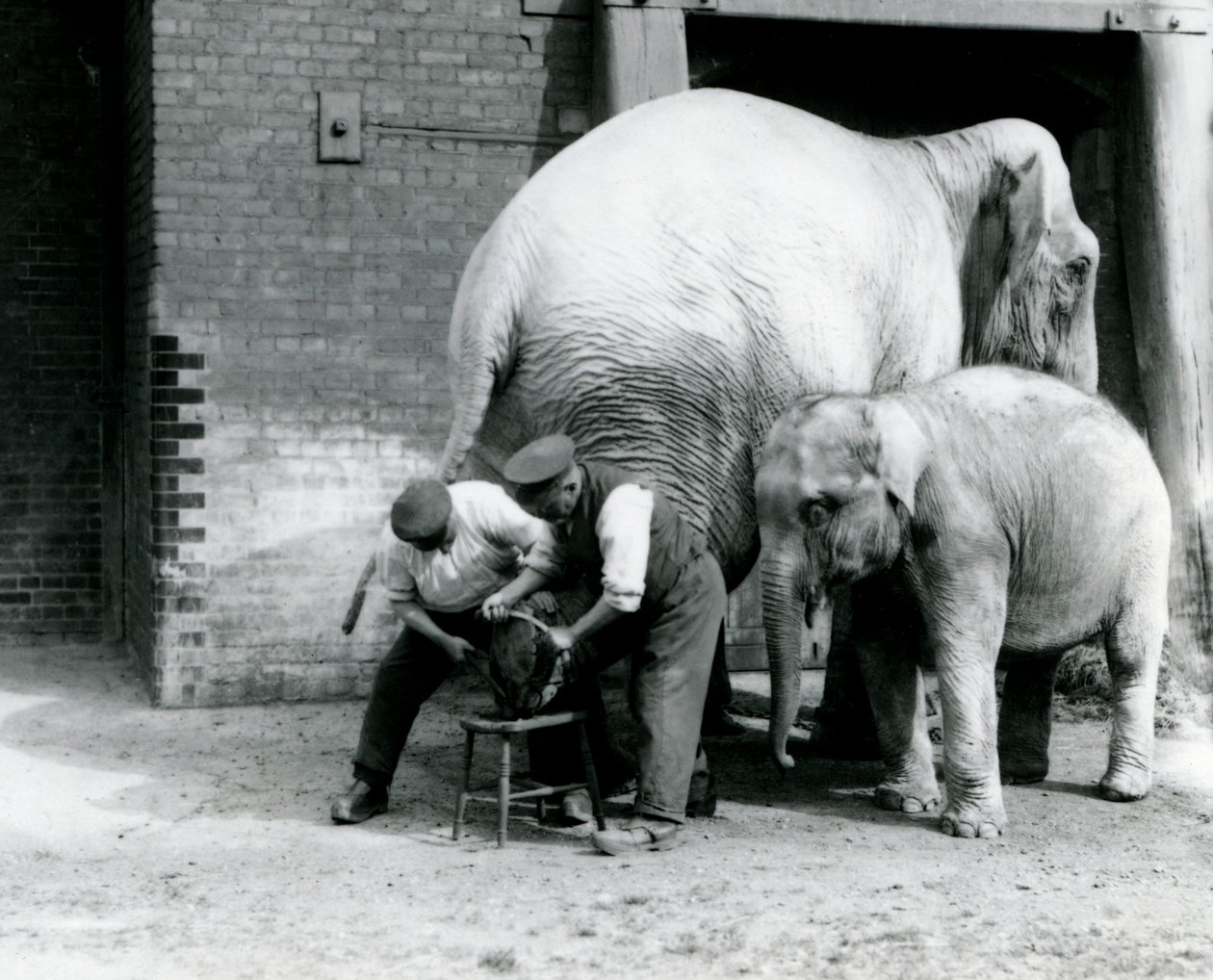 Mládě slona indického a dospělou samici slona indického, Assam Lukhi, která je s chovatelem Charlesem Eylesem a nechává si ořezávat nohy v londýnské zoo, září 1923 (černobílá fotografie) od Frederick William Bond