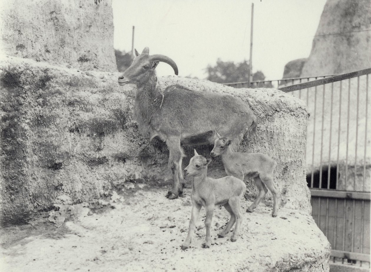 Barbary ovce se dvěma mláďaty na Mappin Terraces, London Zoo, červen 1916 od Frederick William Bond