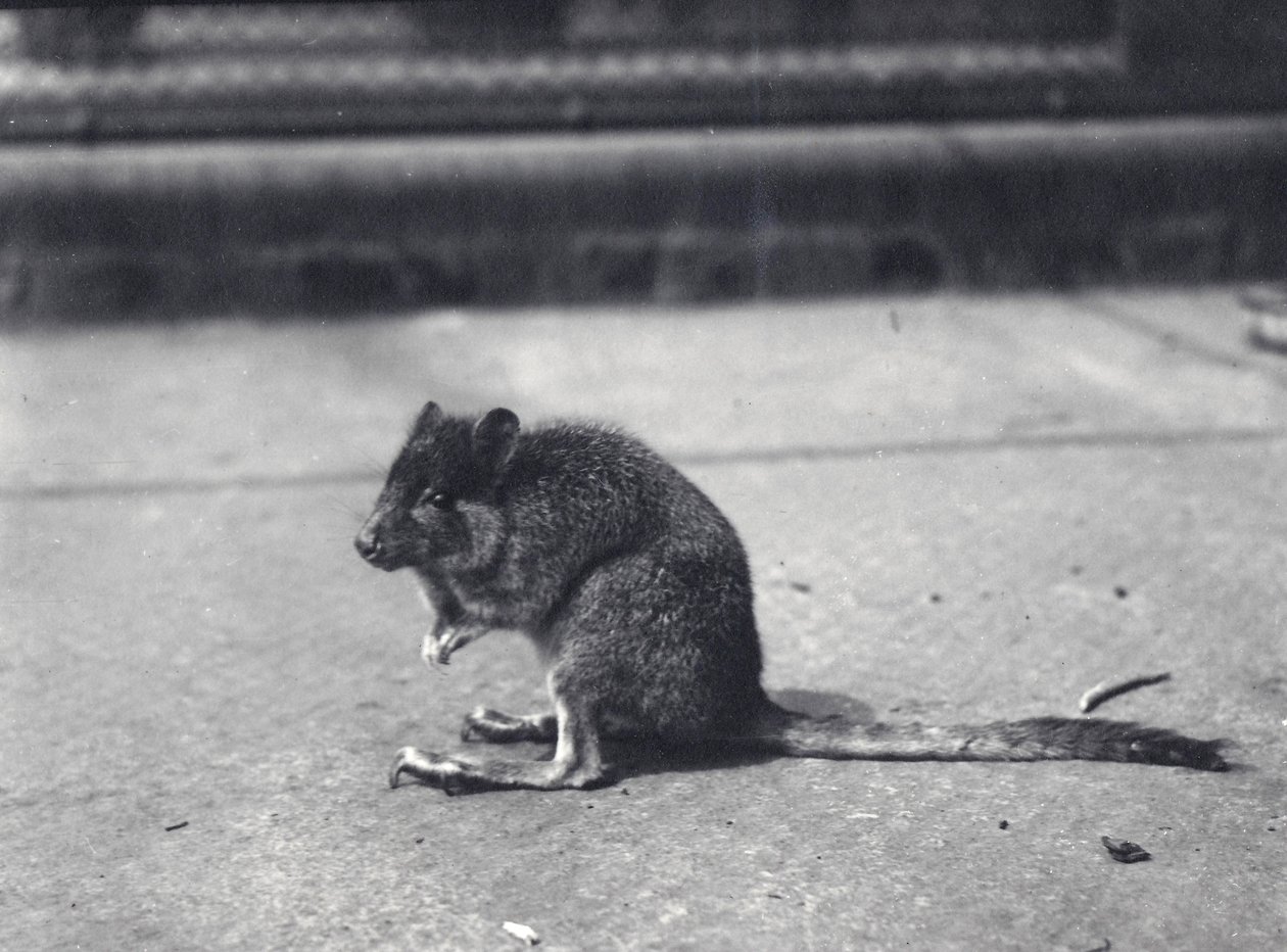 Skalní klokan štětinoocasý v londýnské zoo, červen 1916 od Frederick William Bond