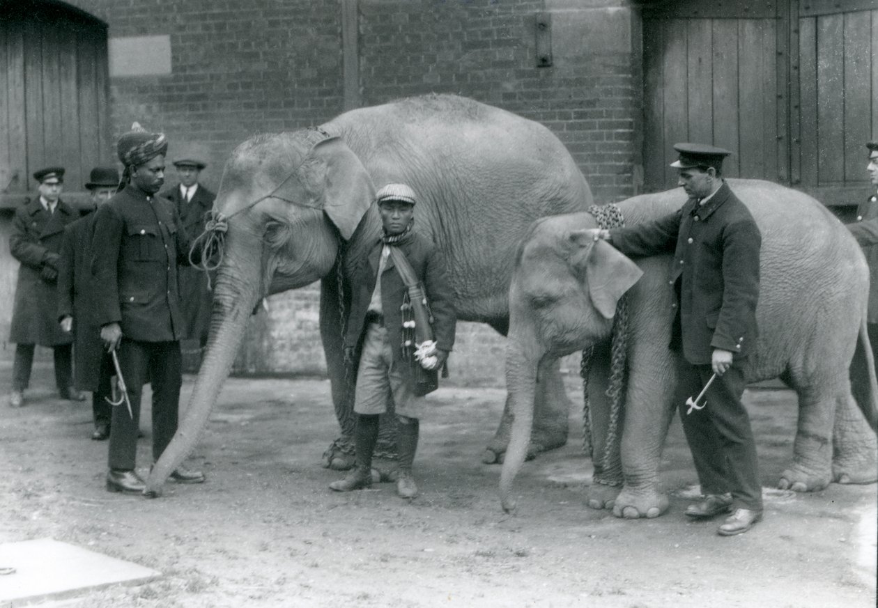 Barmští sloni s chovatelem Jackem Milbournem, Syedem Alim (vlevo) a San Dwe (uprostřed), Londýnská zoo, květen 1923 (černobílá fotografie) od Frederick William Bond
