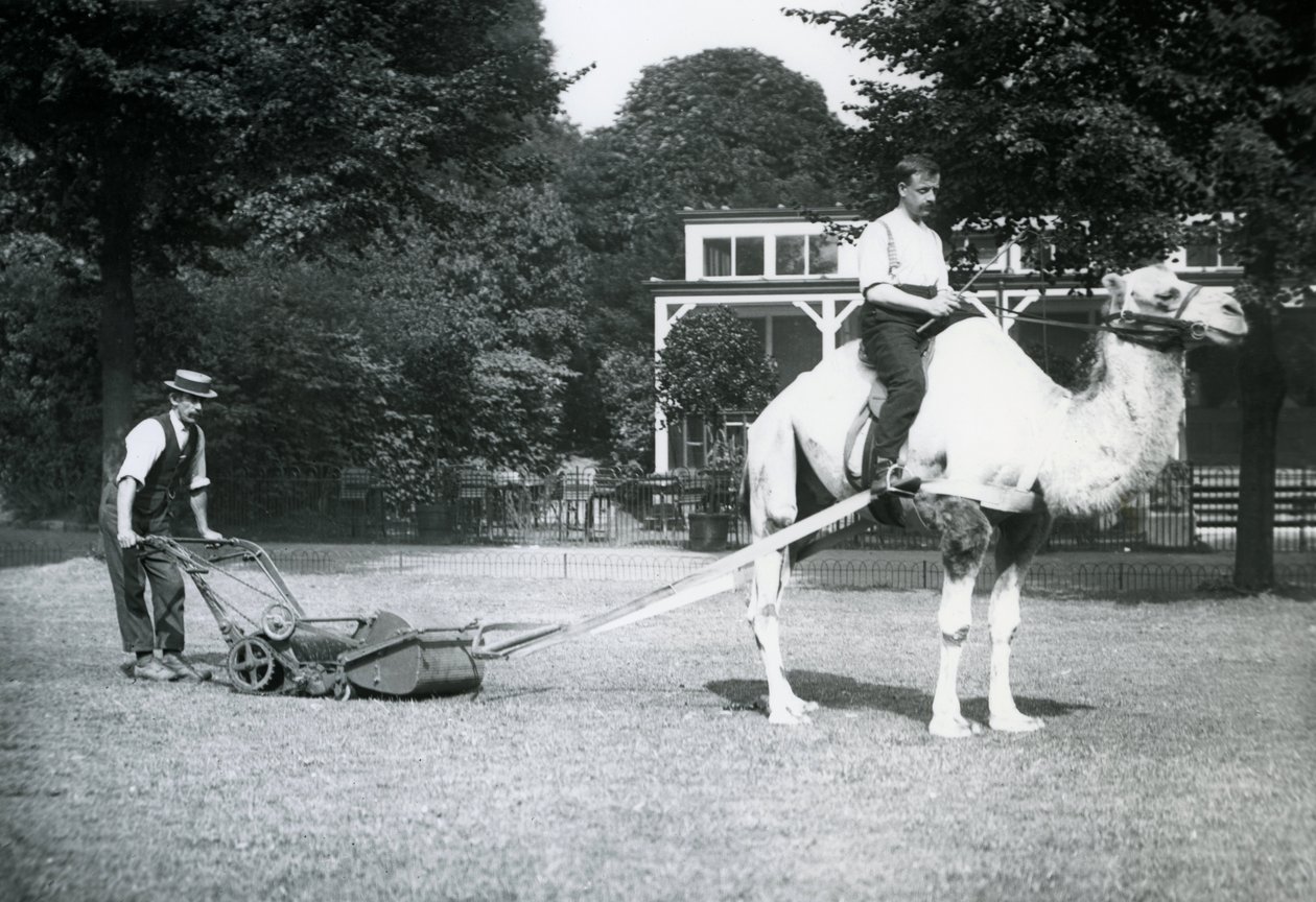Velbloudí sekačka na trávu, na které jezdil zahradník Fred Perry v londýnské zoo, 1913 od Frederick William Bond