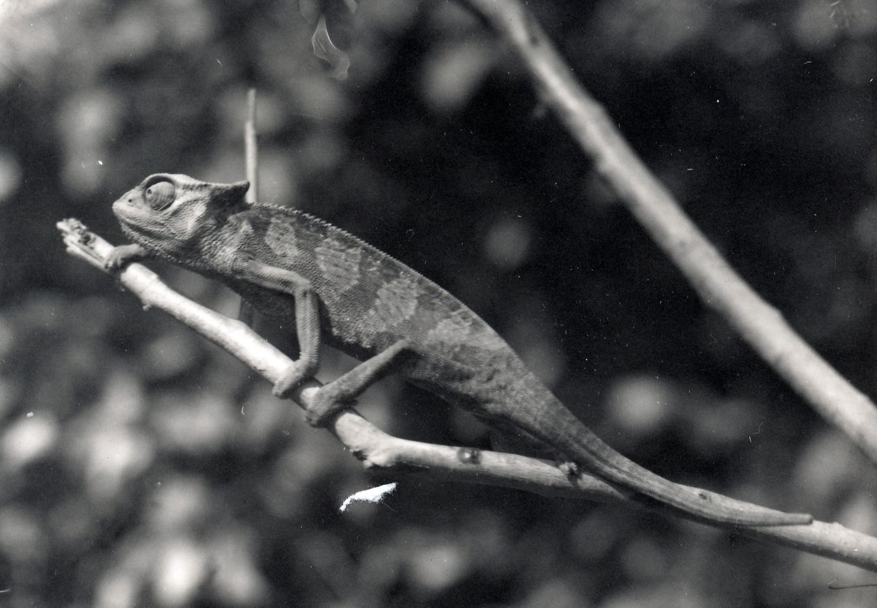 Chameleon, 1922 od Frederick William Bond