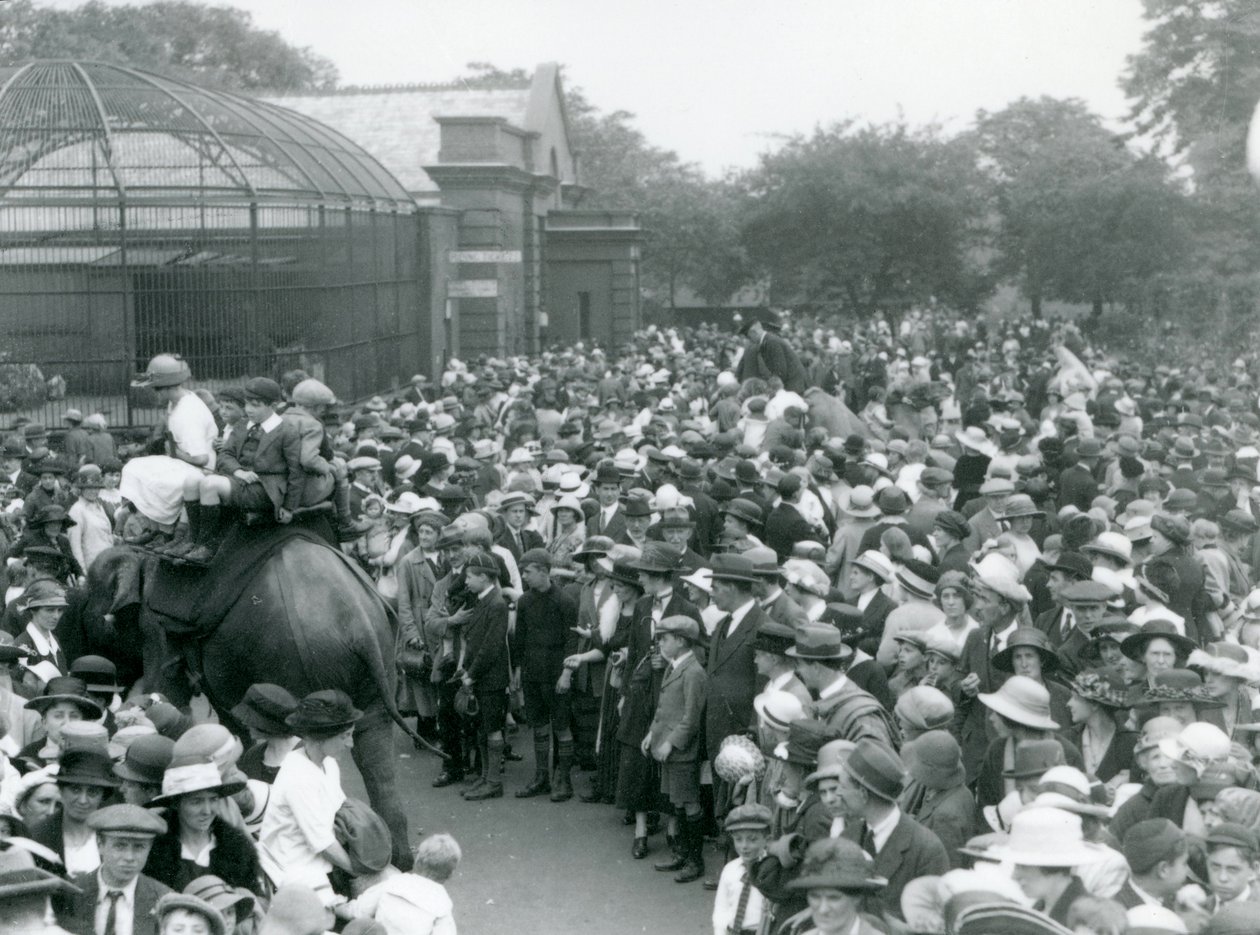 Davy návštěvníků sledují jízdu na slonech v londýnské zoo, srpnový svátek, 1922 od Frederick William Bond