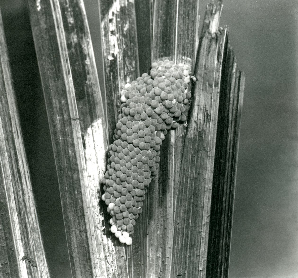 Eggs of the Channeled Applesnail v londýnské zoo, září 1923 (černobílá fotografie) od Frederick William Bond