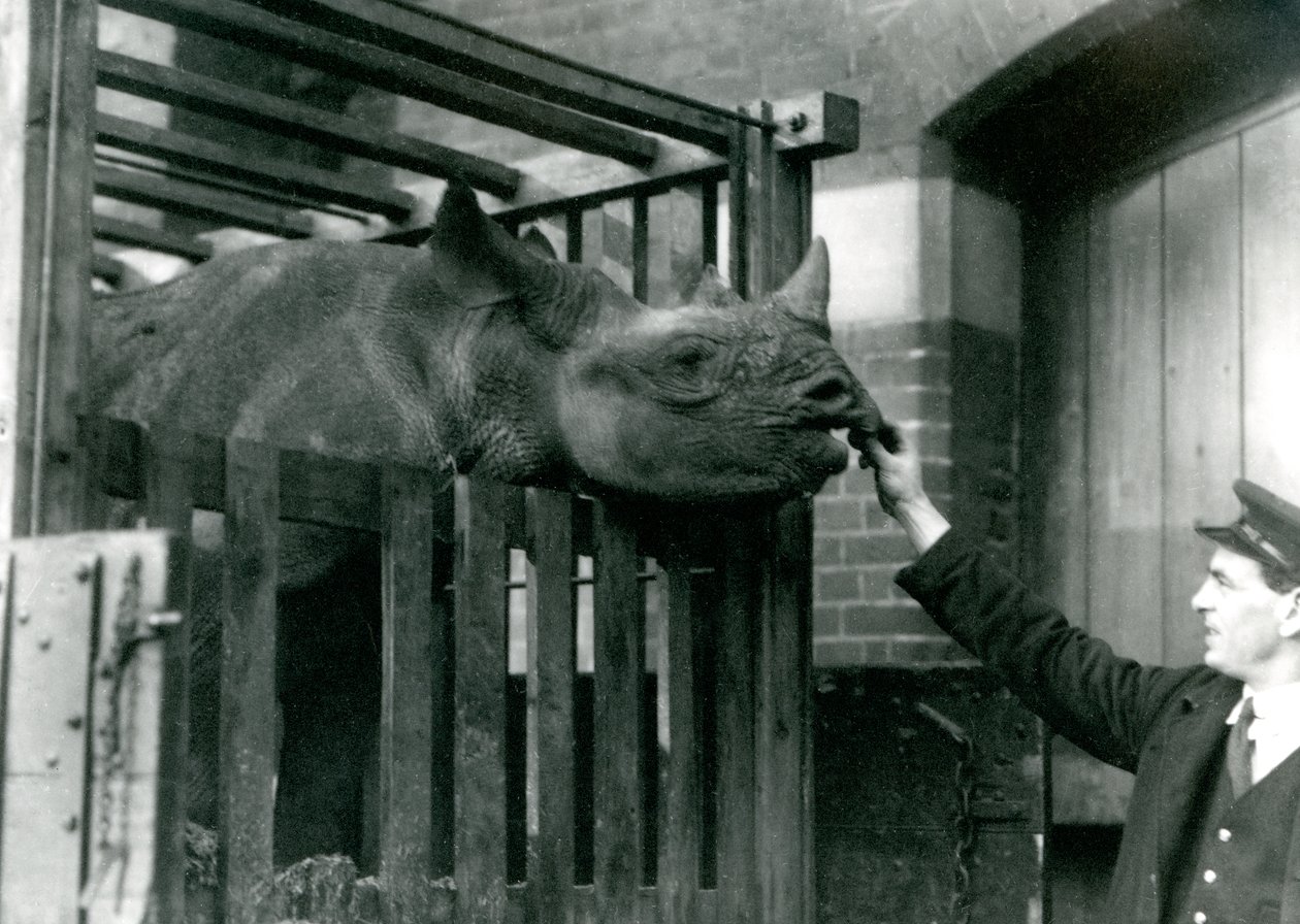 Černý nosorožec Eliza bere jídlo z ruky svého ošetřovatele při příjezdu do londýnské zoo, 1923 (černobílá fotografie) od Frederick William Bond