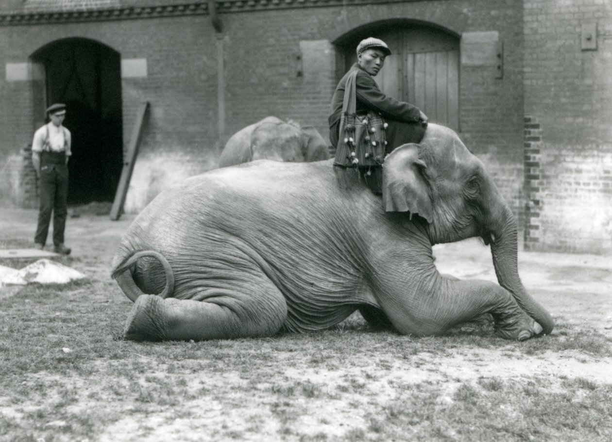 Samice barmského slona Mo Gay Ko s trenérem Law Wee Lee před Elephant House s ošetřovatelem a dalším slonem v pozadí, Londýnská zoo, 1923 (černobílá fotografie) od Frederick William Bond