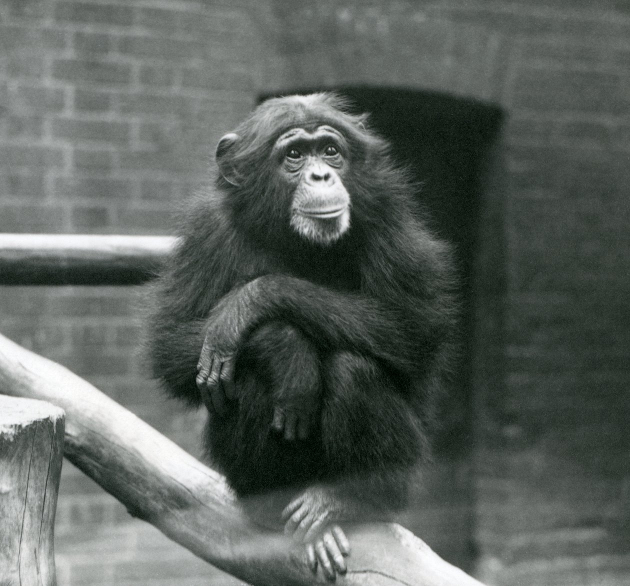 Šimpanzí samice Daisy sedí na větvi ve svém výběhu v londýnské zoo, září 1923 (čb fotografie) od Frederick William Bond
