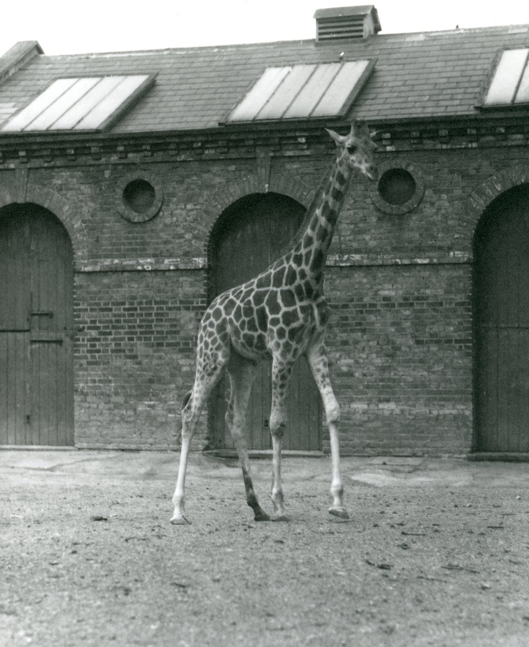 Samice žirafy Maud stojí ve výběhu před žirafím domem, Londýnská zoo, 1923 (čb fotografie) od Frederick William Bond
