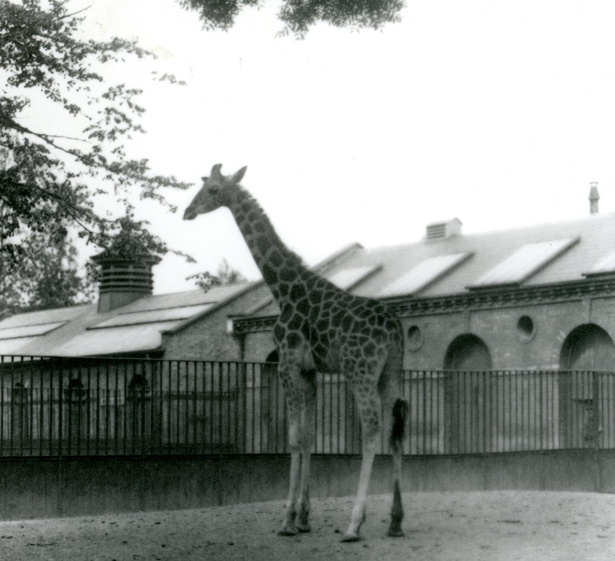 Samice žirafy Maud stojí ve výběhu před žirafím domem, Londýnská zoo, 1923 (čb fotografie) od Frederick William Bond