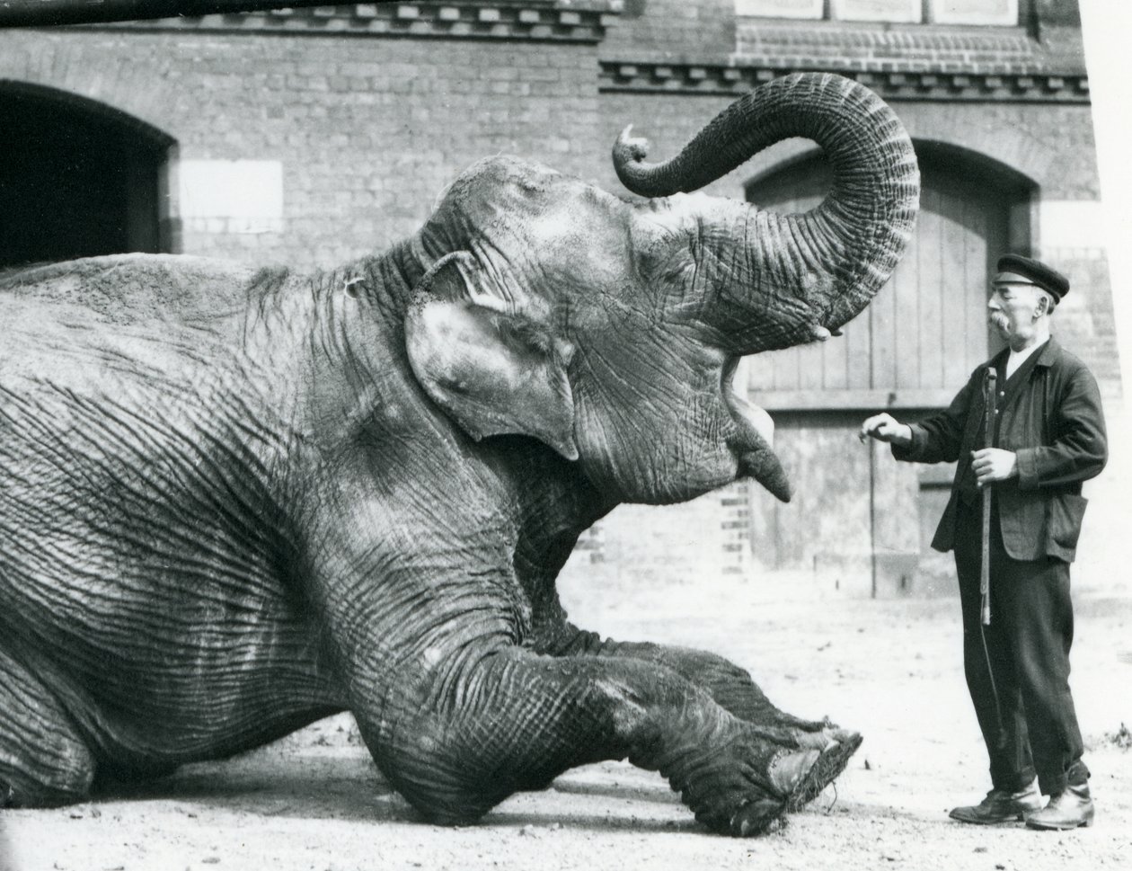 Samice slona indického "Suffa Culli" (Černá růže) leží a zvedá chobot, aby ukázala chovateli Charlesi Eylesovi své zuby, Londýnská zoo, duben 1914. od Frederick William Bond