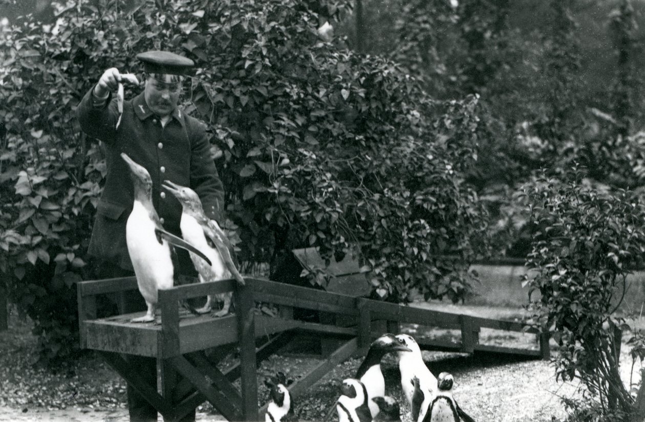 Tučňáci gentooští na skákacím prkně, které chovatel Albert White krmí rybami, zatímco tučňáci černostopí se dívají, Londýnská zoo, 1914 od Frederick William Bond