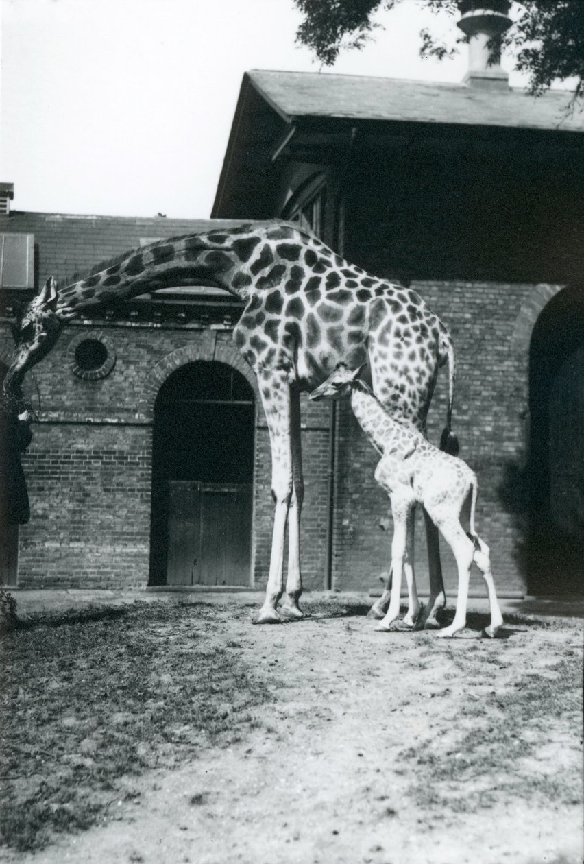 Žirafa s třídenním mládětem a chovatelem v londýnské zoo, 1914. od Frederick William Bond