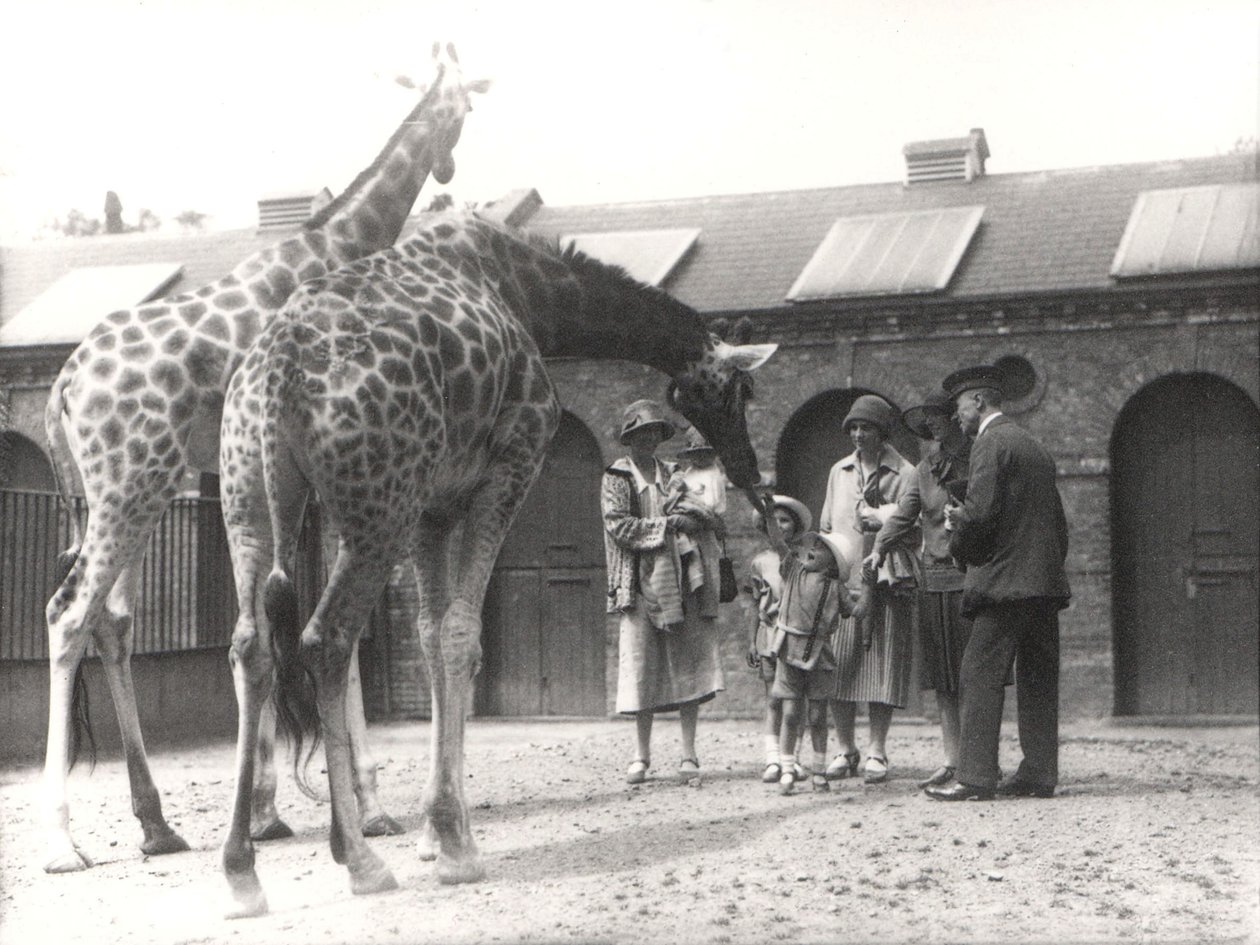 Žirafy a návštěvníci v ZSL London Zoo, od července 1926 od Frederick William Bond
