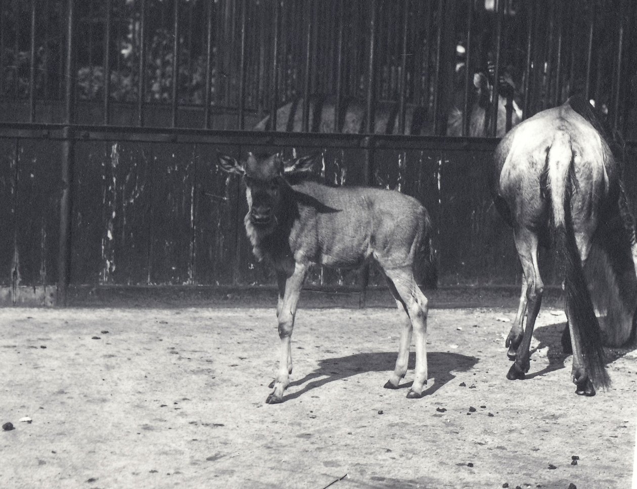 Gnu neboli pakoně a mláďata v londýnské zoo, srpen 1917 od Frederick William Bond