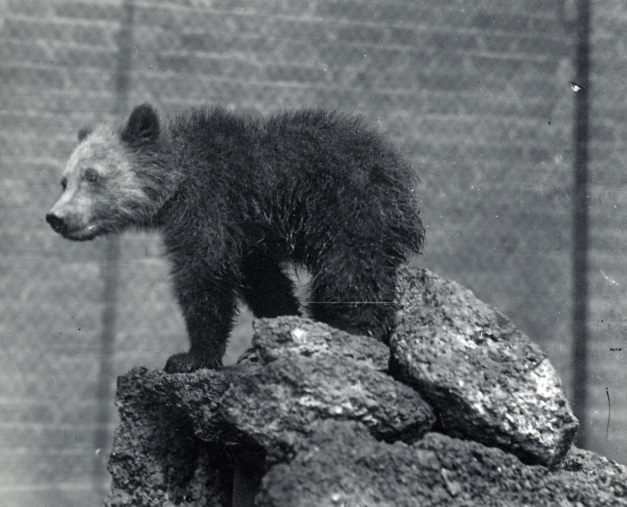 Medvěd grizzly mládě od Frederick William Bond