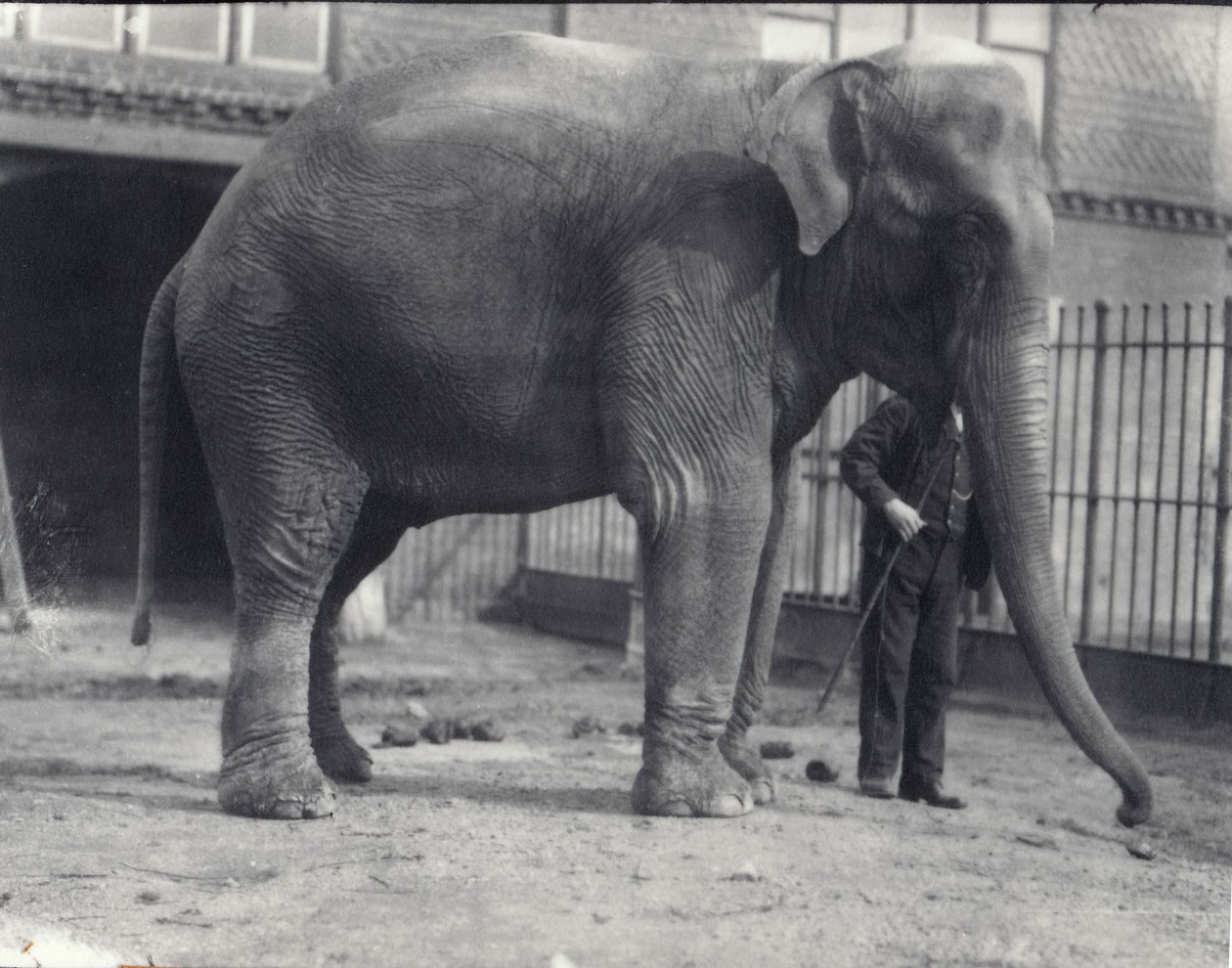 Slon indický, Assam Lukhi, s chovatelem v londýnské zoo, duben 1914 od Frederick William Bond