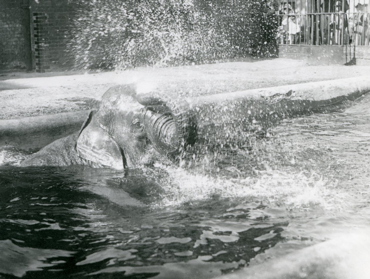 Indiarani se koupe ve svém bazénu. Londýnská zoo, srpen 1923 (čb fotografie) od Frederick William Bond