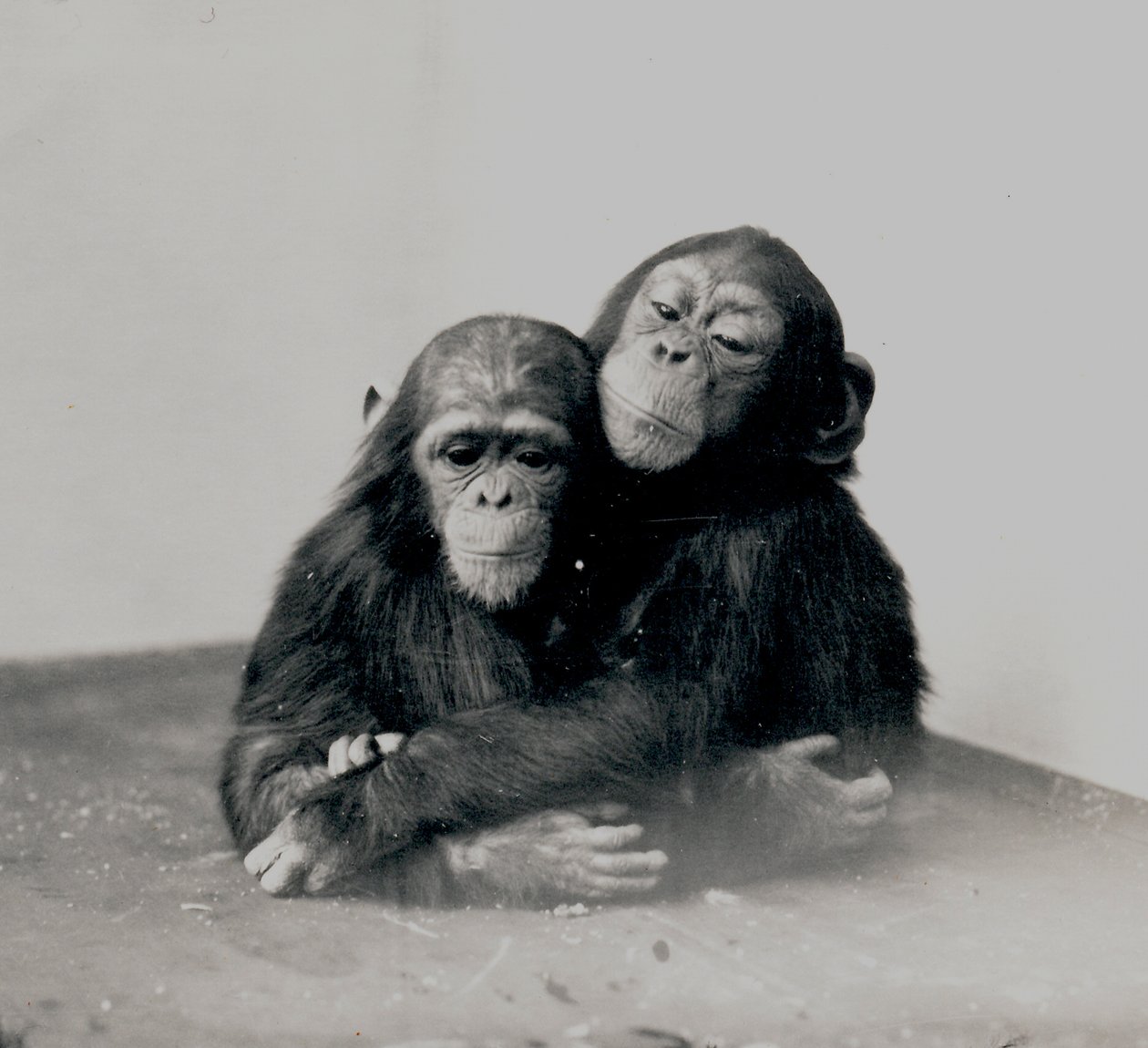 Johnnie a přítel, dva šimpanzi ZSL London Zoo, 1923 od Frederick William Bond