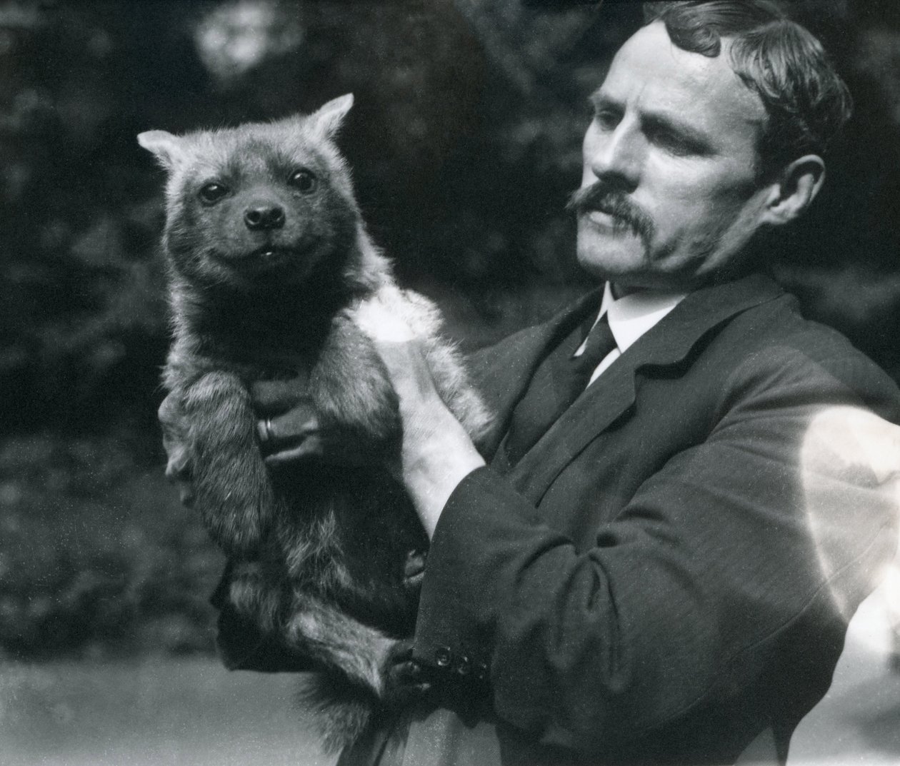 Ošetřovatel Charles Dixon drží mládě hayeny v londýnské zoo, 1919 od Frederick William Bond