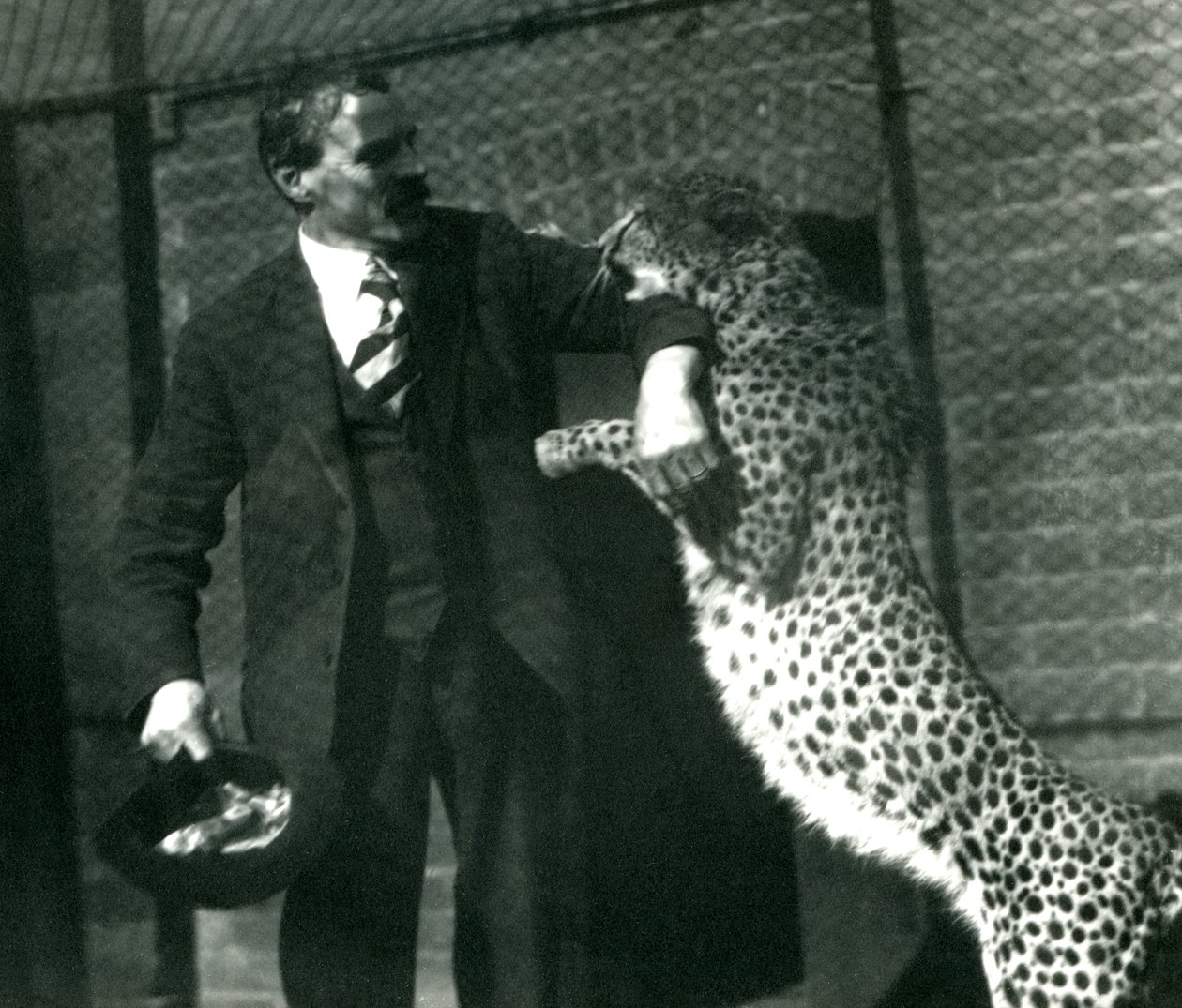 Ošetřovatel Charles Dixon s hravým gepardem v londýnské zoo, říjen 1922 (čb fotografie) od Frederick William Bond