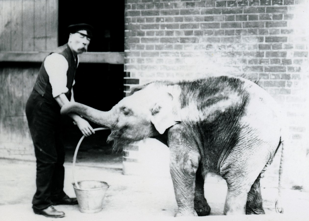 Ošetřovatel Charles Eyles krmí mládě slona asijského hadičkou v londýnské zoo v roce 1913. od Frederick William Bond