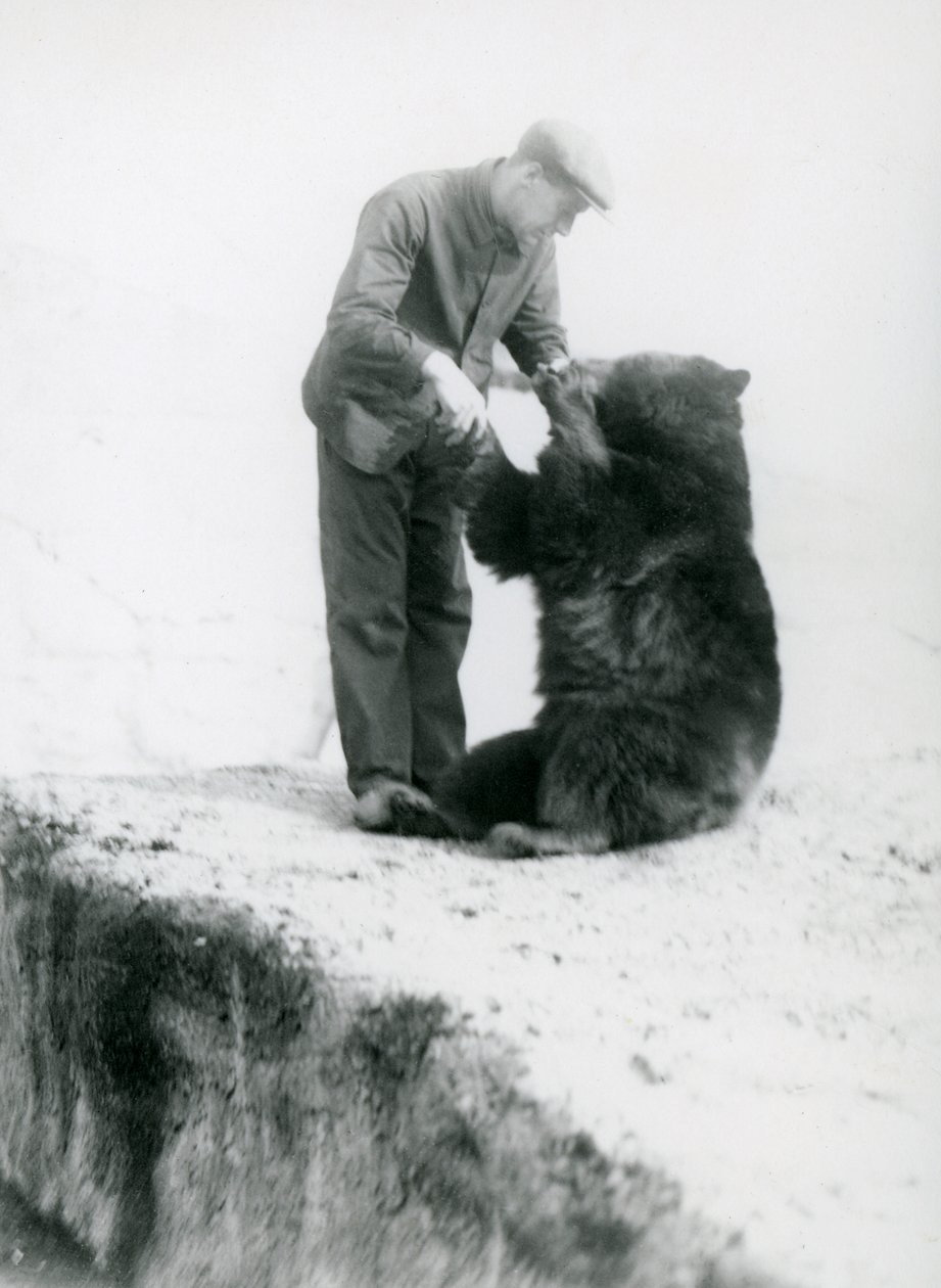 Chovatel Charlie Philips se drží za ruce se sedícím černým medvědem v londýnské zoo, před rokem 1930 (černobílá fotografie) od Frederick William Bond