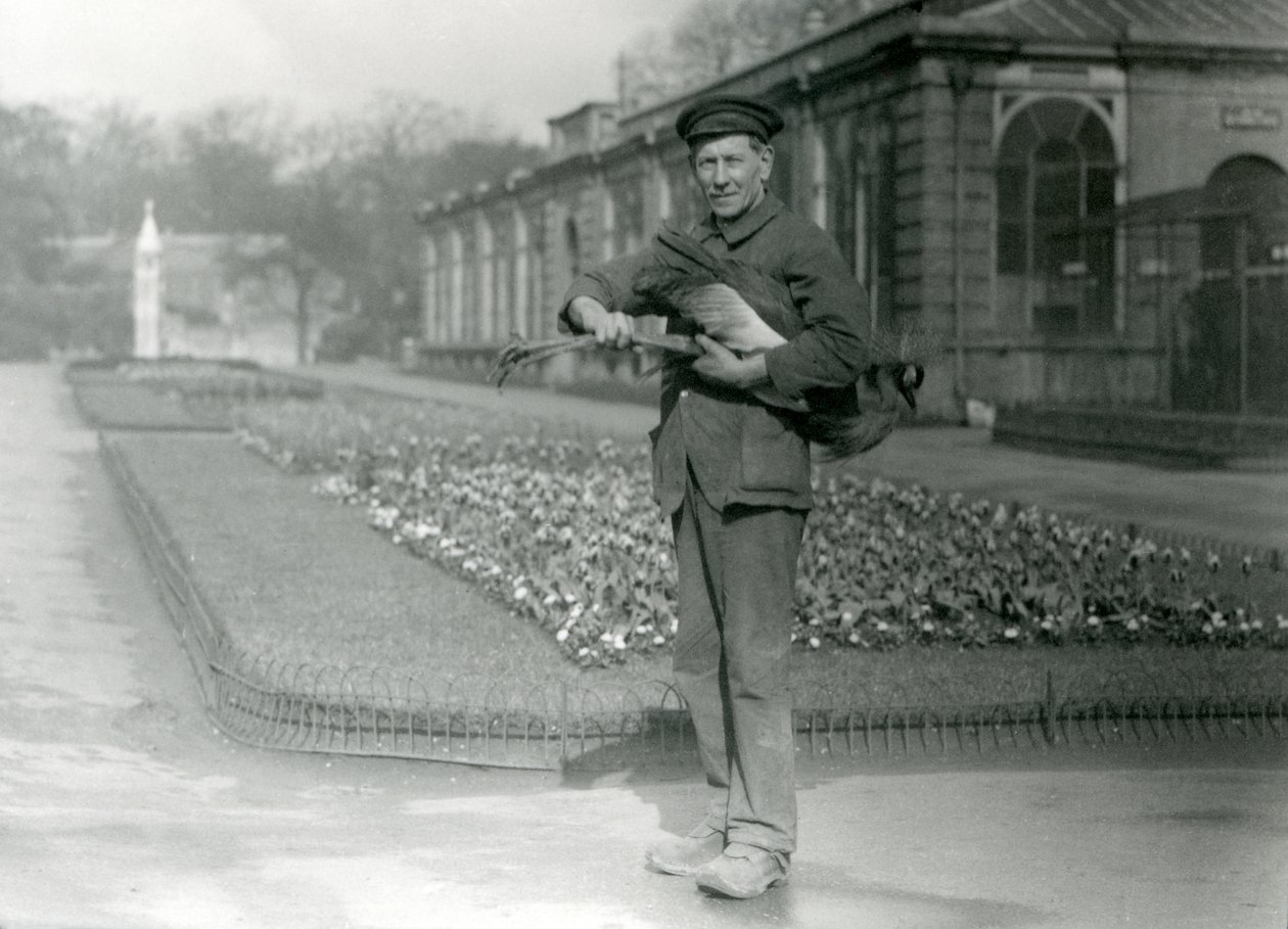 Chovatel G. Blore nesoucí jeřába šedého, Londýnská zoo, květen 1923 (černobílá fotografie) od Frederick William Bond