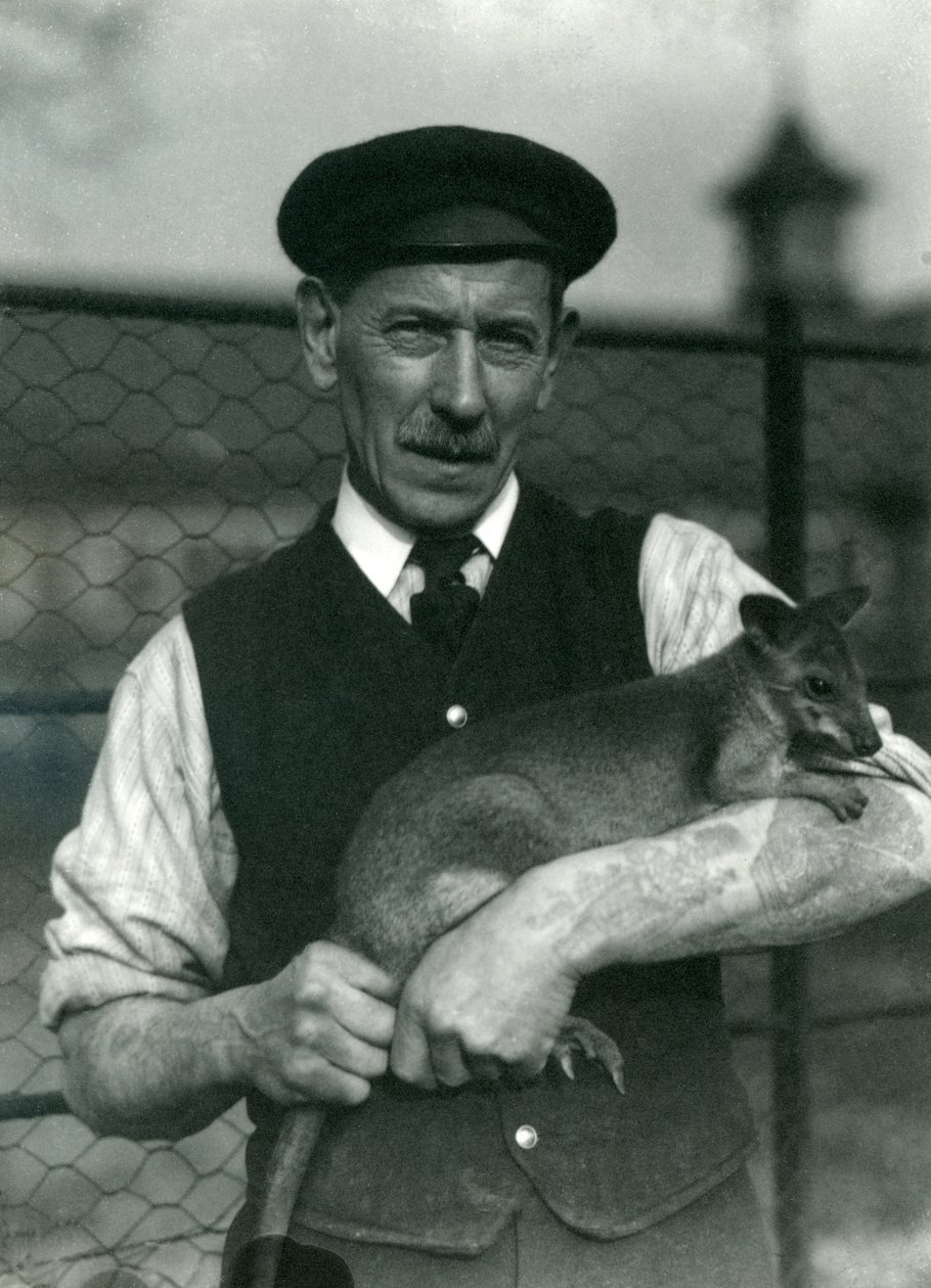 Chovatel G. Blore drží Wallaby v londýnské zoo, říjen 1920 od Frederick William Bond