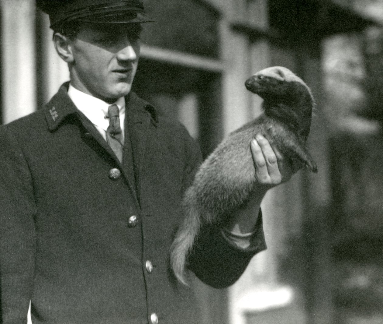 Chovatel Leslie Flewin drží Grison, Londýnská zoo, 1923 (černobílá fotografie) od Frederick William Bond
