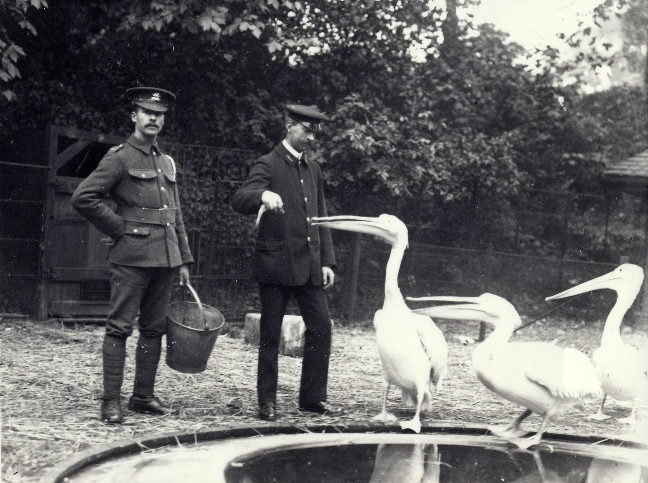 Chovatelé Alf Taylor (vpravo) a Bodman (vlevo) krmí pelikány rybami u bazénu v londýnské zoo, říjen 1915 od Frederick William Bond