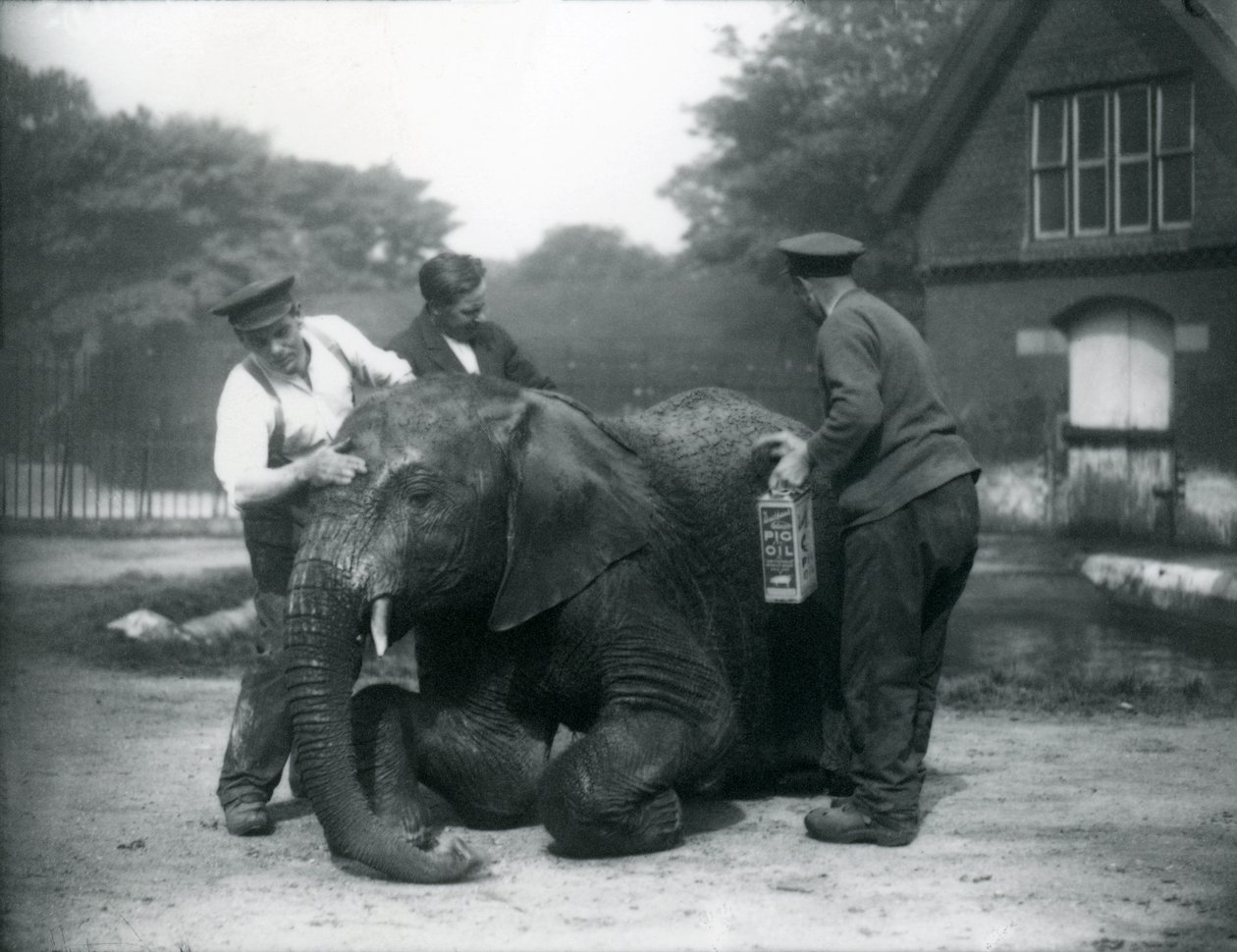 Chovatelé namazali samce slona afrického „Kiberenge“ prasečím olejem, aby zabránili popraskání kůže, Londýnská zoo 1927. Kiberenge byl představen londýnské zoo H.E. Sir Horace Byatt dne 14. září 1923. (bw p od Frederick William Bond