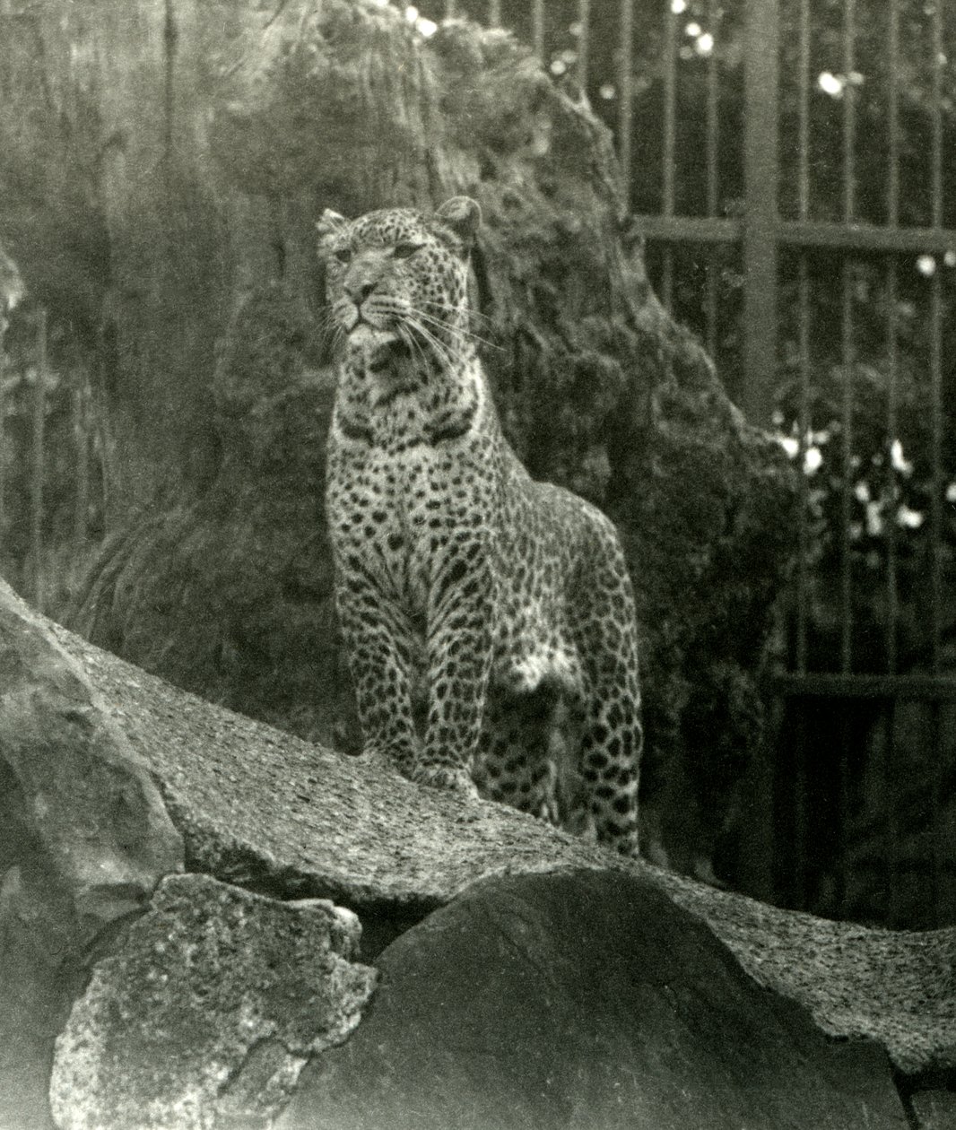 Leopard Rex stojící na kamenech ve svém výběhu v londýnské zoo, 1923 (černobílá fotografie) od Frederick William Bond