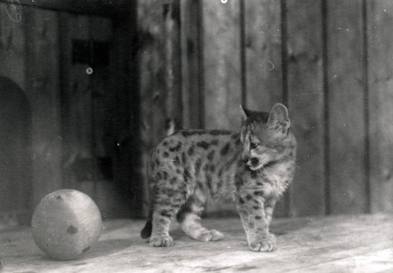 Leopardí mládě s míčem od Frederick William Bond