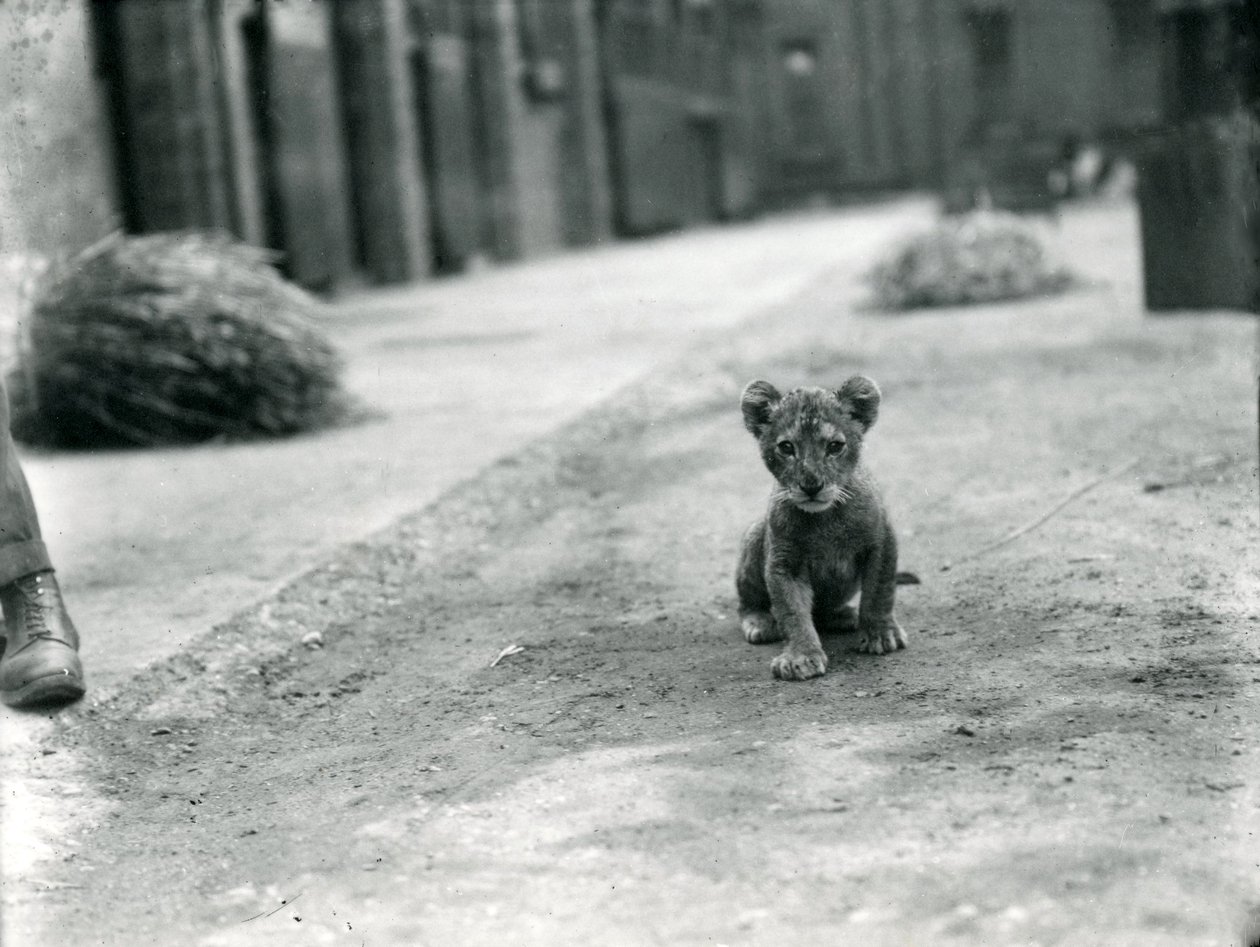 Lvíče v londýnské zoo, 1912 od Frederick William Bond