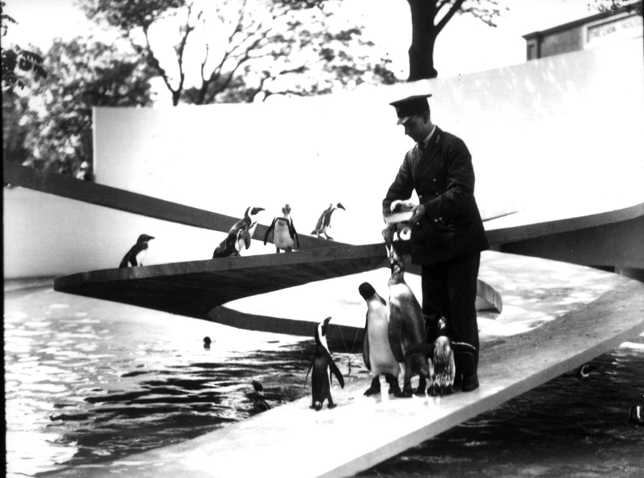 Lubetkin Penguin Pool, leden 1934 od Frederick William Bond