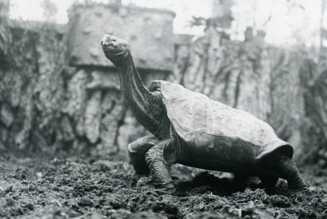 Samec obří želvy Abingdon nebo Pinta Island v londýnské zoo, 20. ledna 1914 od Frederick William Bond