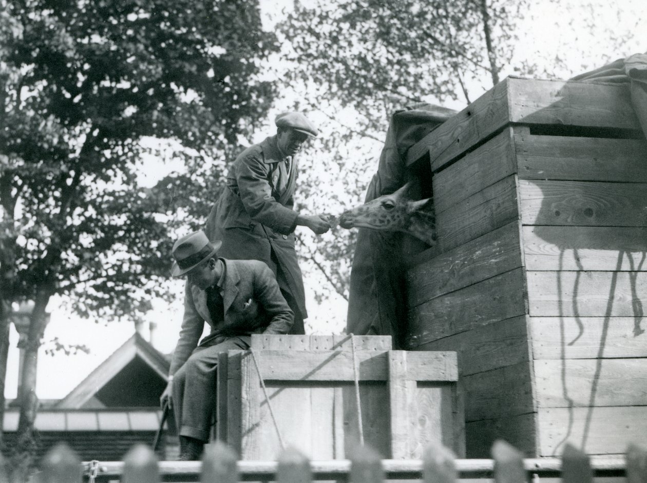 Muži převážejí mládě žirafy do londýnské zoo a při příjezdu nabízejí svačinu, květen 1923 (čb fotografie) od Frederick William Bond