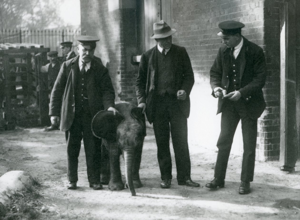 Nově příchozí mládě Pygmyho lesního slona „Tiny“ se svými chovateli Robertsonem, Stimpsonem a Milbournem v londýnské zoo, říjen 1922 od Frederick William Bond