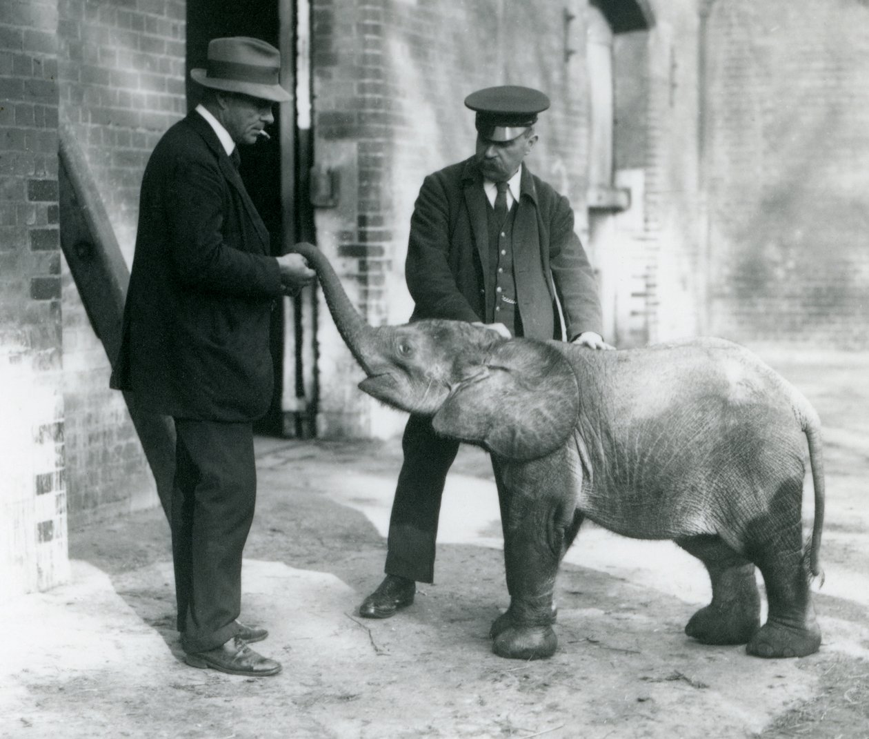 Nově příchozí mládě trpasličího lesního slona Tiny se svými chovateli Robertsonem, Stimpsonem a Milbournem v londýnské zoo, 1922 (černobílá fotografie) od Frederick William Bond