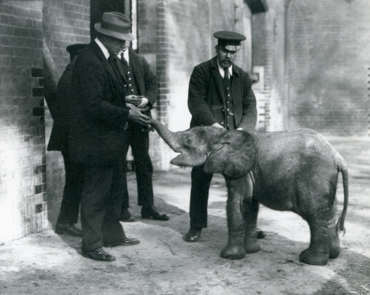 Nově příchozí mládě trpasličího lesního slona Tiny se svými chovateli Robertsonem, Stimpsonem a Milbournem v londýnské zoo, 1922 (černobílá fotografie) od Frederick William Bond