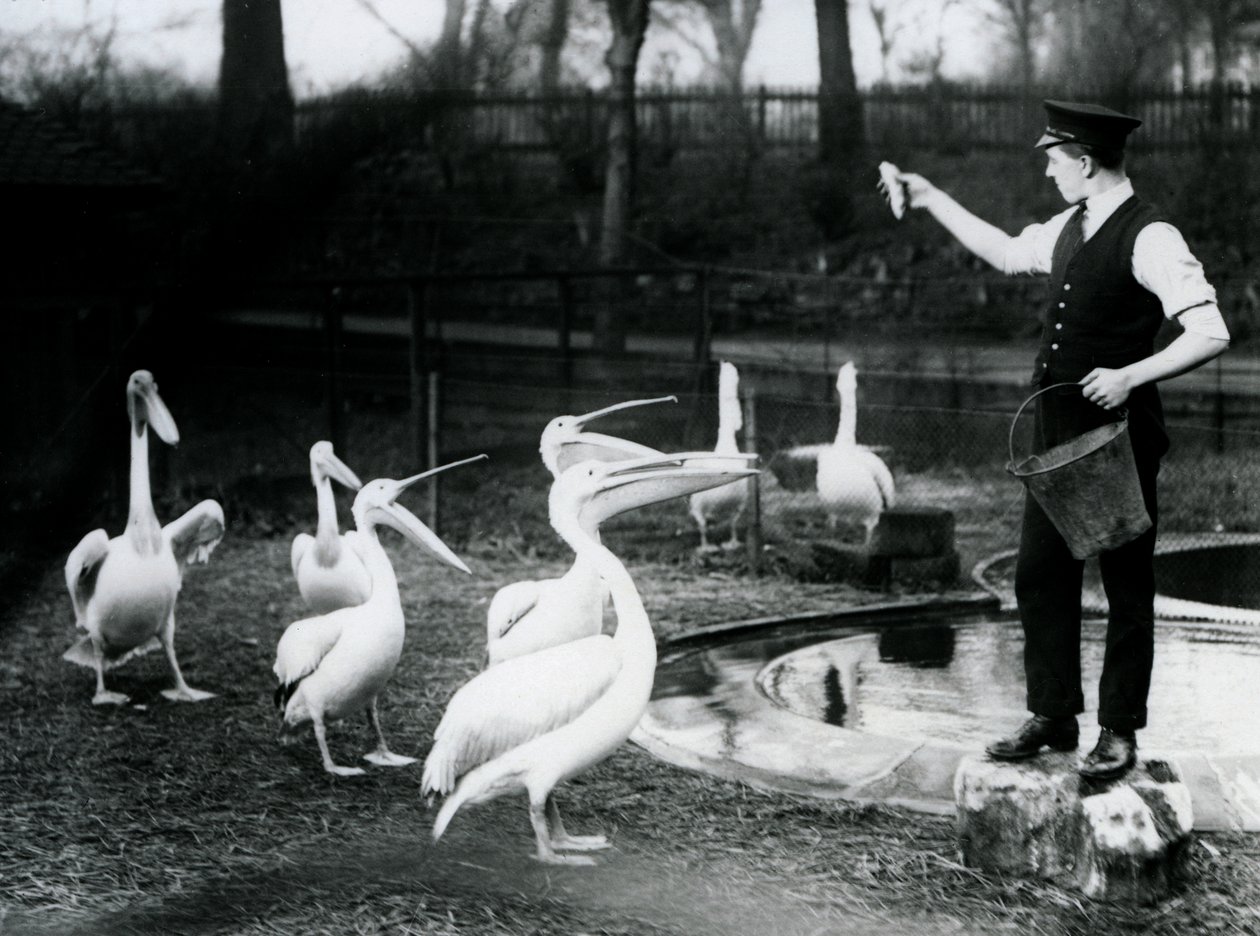 Pelikány krmí jejich chovatel ryby u bazénu, londýnská zoo, prosinec 1922 (černobílá fotografie) od Frederick William Bond