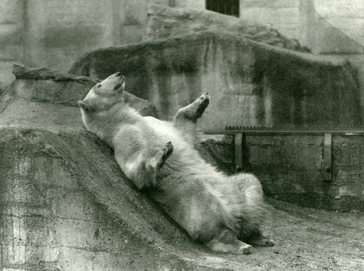 Lední medvěd Sam, ležící ve svém výběhu na úpatí Mappin Terraces, London Zoo, 1923 (černobílá fotografie) od Frederick William Bond