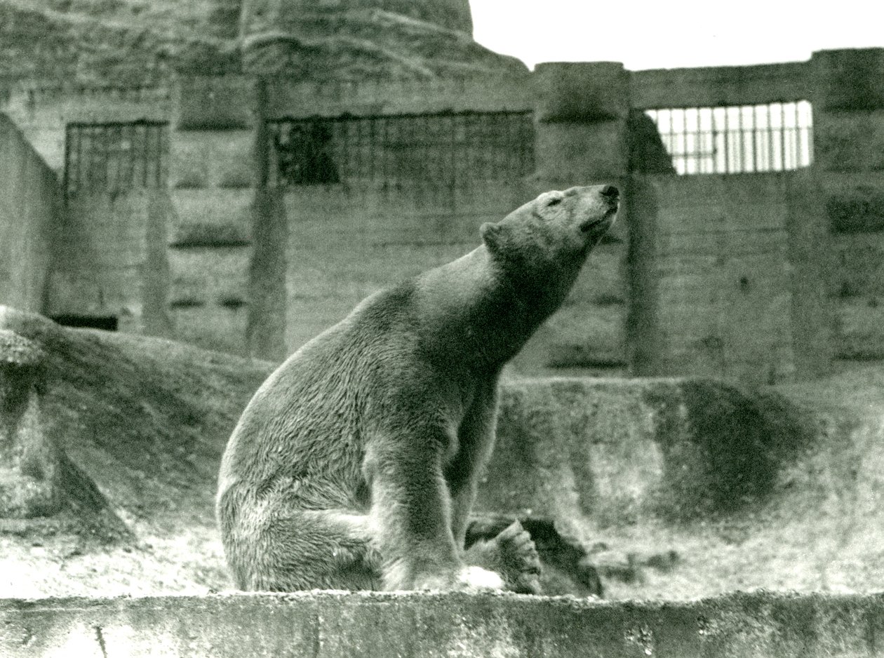 Lední medvěd Sam, sedící ve svém výběhu na úpatí Mappin Terraces, London Zoo, 1923 (černobílá fotografie) od Frederick William Bond