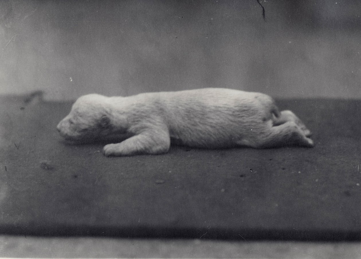 Mládě ledního medvěda s ještě neotevřenýma očima, ležící na dece v londýnské zoo, leden 1920 od Frederick William Bond