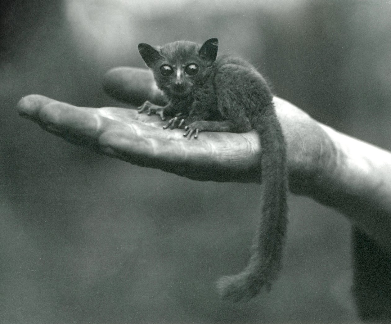 Prince Demidoff Galago nebo Bushbaby odpočívá v dlani chovatele v londýnské zoo, duben 1917 od Frederick William Bond