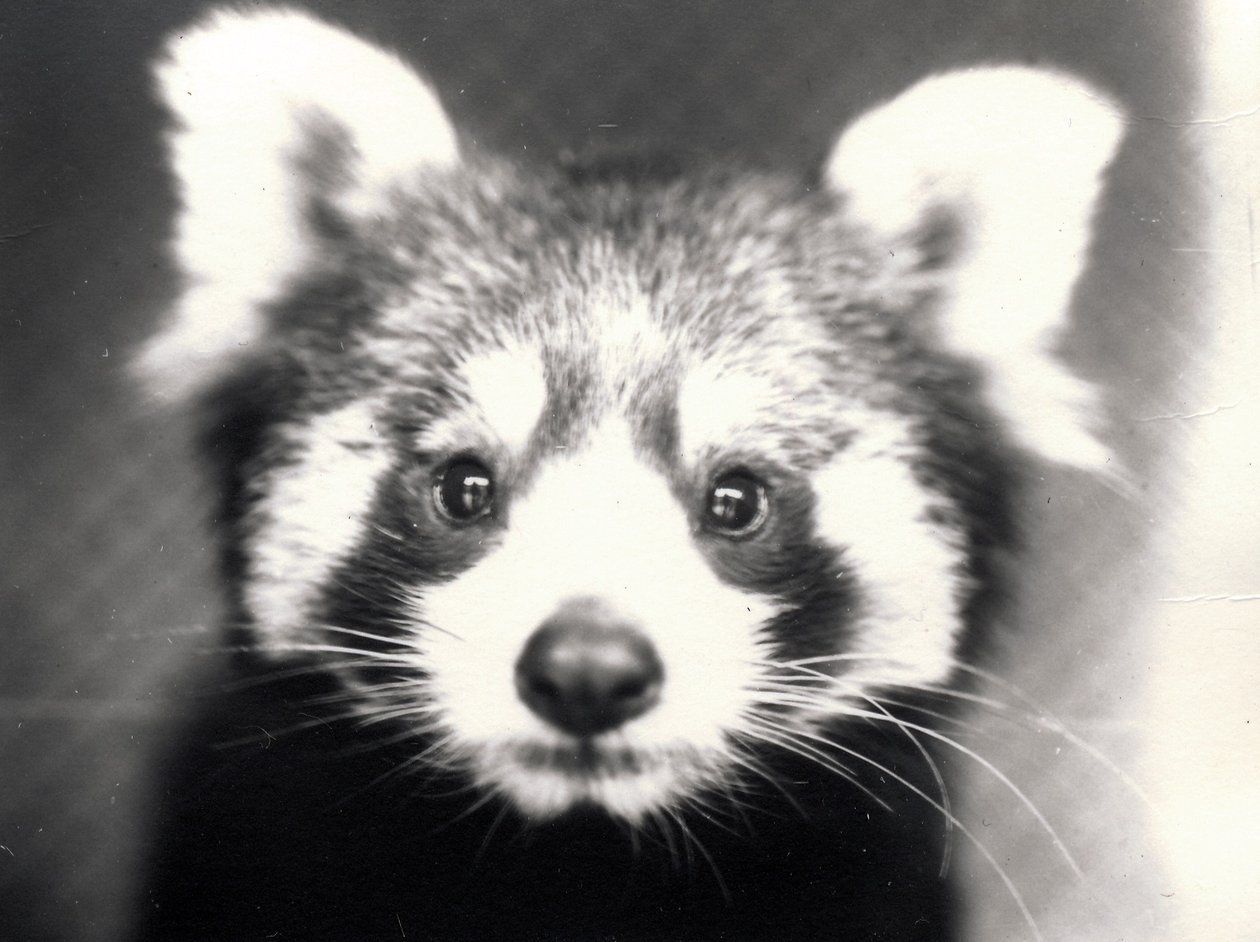 Červená panda, 1913 od Frederick William Bond