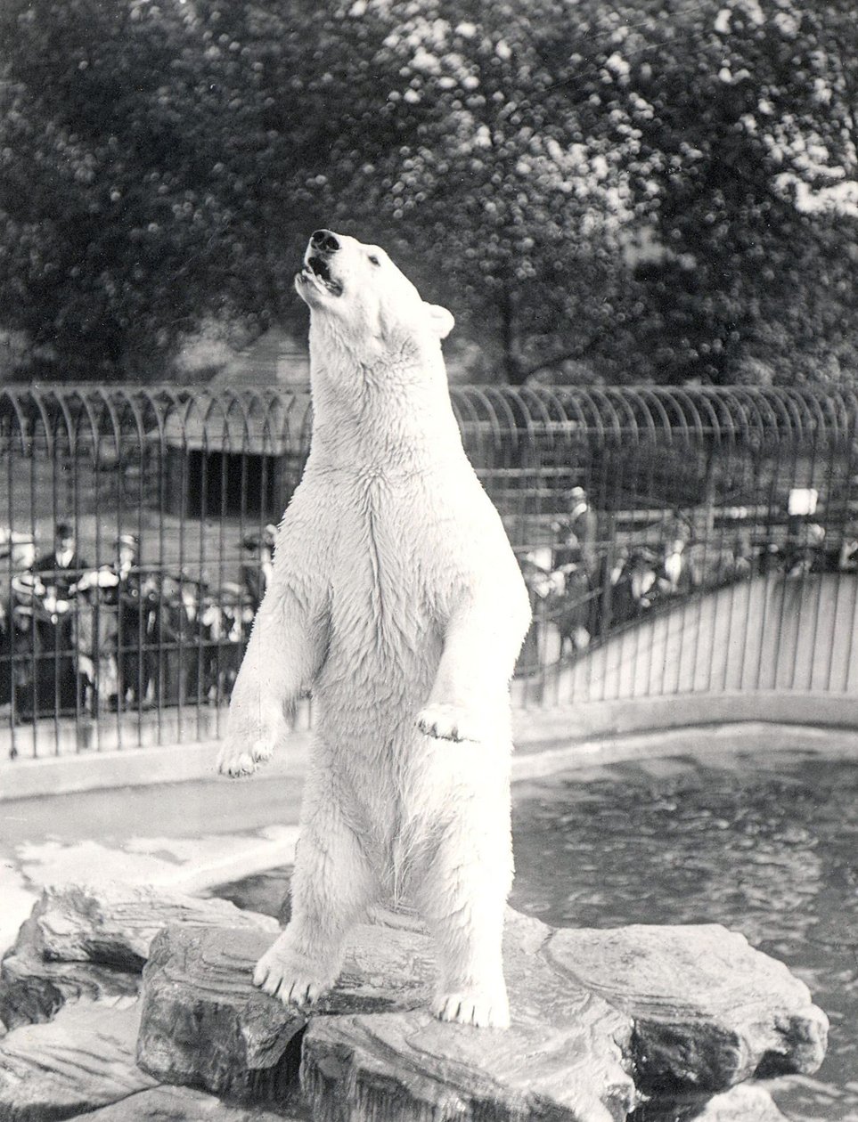 Lední medvěd Sam žebral o jídlo v ZSL London Zoo, 1912 od Frederick William Bond