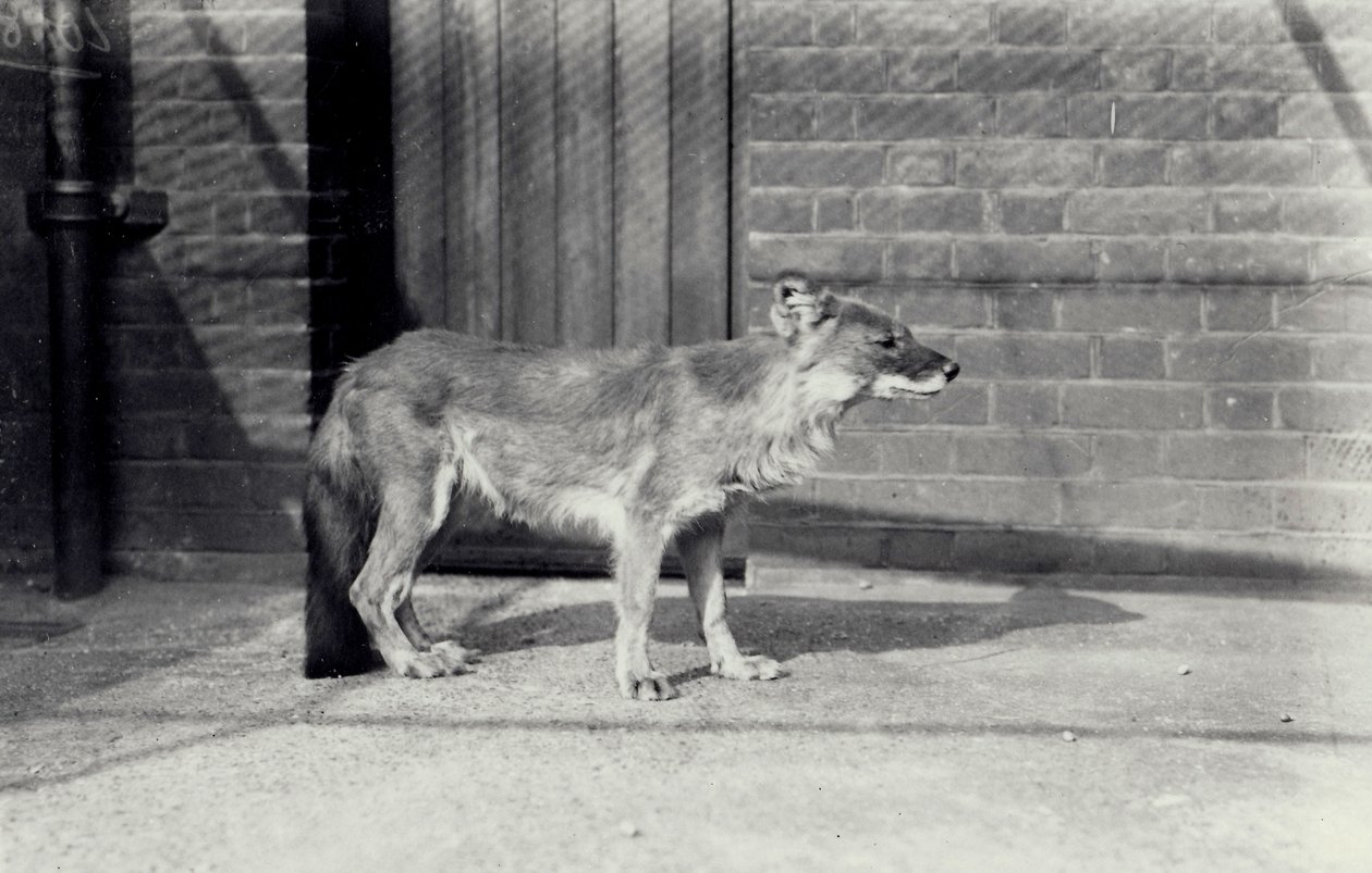 Sibiřský divoký pes nebo dhole v londýnské zoo, říjen 1916 od Frederick William Bond